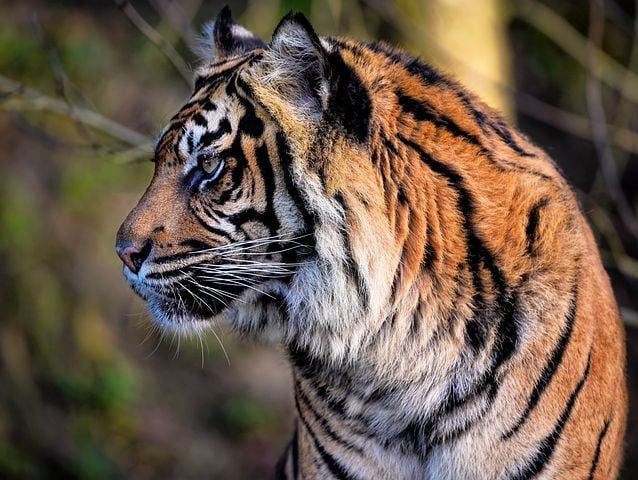 Harimau Sumatera Diduga Masuk Ke Pemukiman Padat Penduduk di Riau