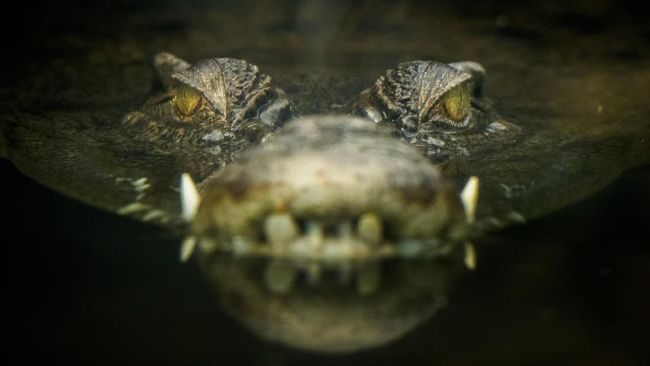Ini Penjelasan Pakar Soal Fenomena Buaya Sungai Mahakam Antarkan Jasad Balita