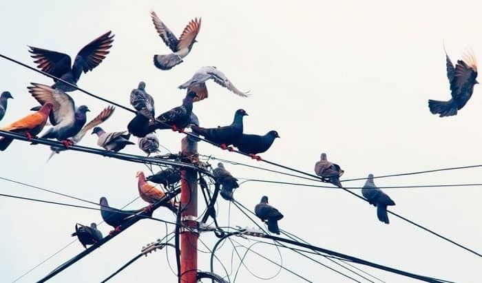 Kenapa Burung Tak Pernah Kesetrum saat Bertengger di Kabel Listrik, Ini Jawabannya