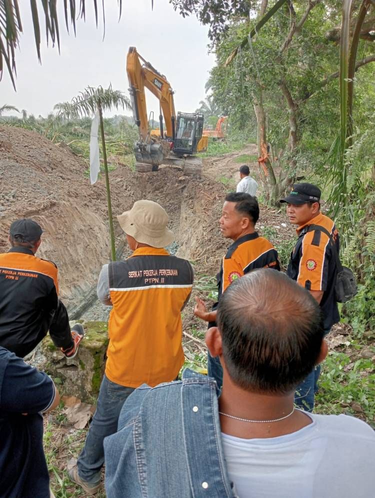 Kerja 4 Hari, Ribuan Sawit di Lahan PTPN 2 Bulu Cina Seluas 382 Hektar Sudah Ditumbangkan