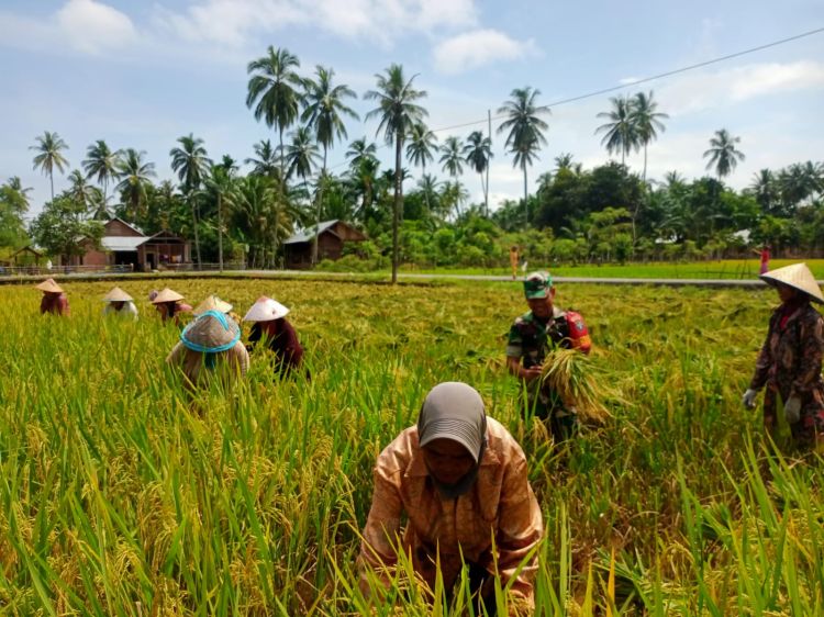 Pakai Arit, Serda Jumadika Bantu Petani Panen Padi