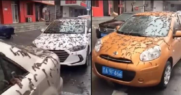 Video 'Hujan Cacing' Gegerkan Cina