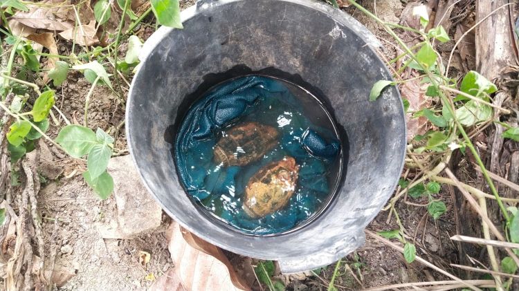 Granak Nenas  Di Duga Masih Aktif  di Temukan Anak Anak