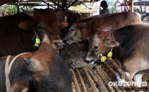 Pemerintah Akhiri Status Pandemi Penyakit Mulut dan Kuku