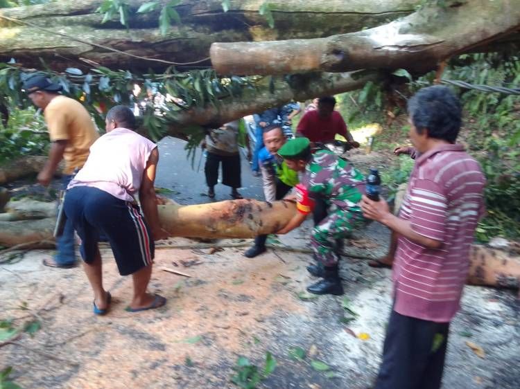 Angin Tumbangkan Pohon Hingga Jalan Medan-Sibolangit Sempat  Macet Total