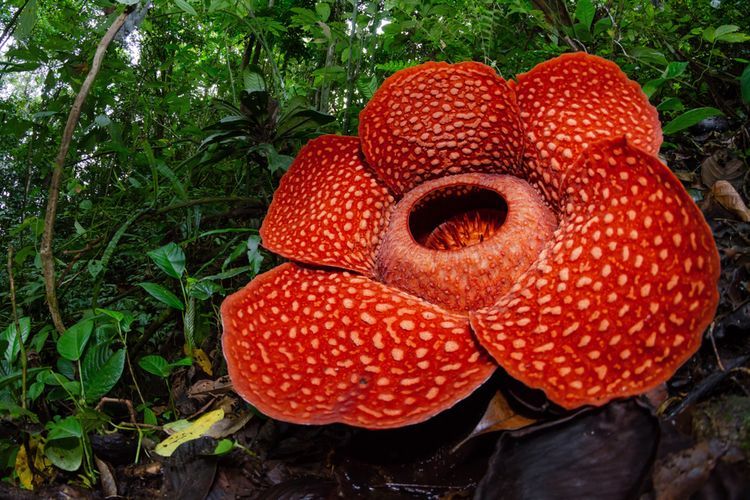 Bunga Raflesia Mekar Sempurna Ditemukan di Pedalaman Hutan Solok
