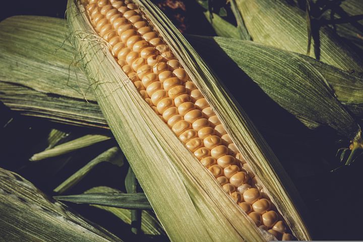 Pemerintah Optimis Produksi Jagung Nasional Aman Hingga Akhir Tahun