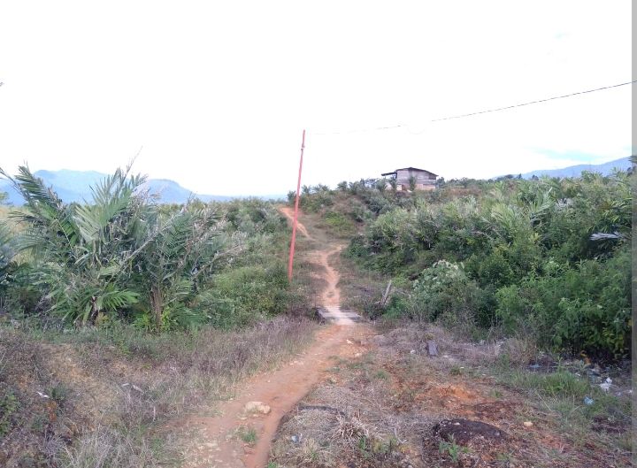 Lapor ! Penyadapan Getah Tusam  Ilegal Marak di Gunung Meriah
