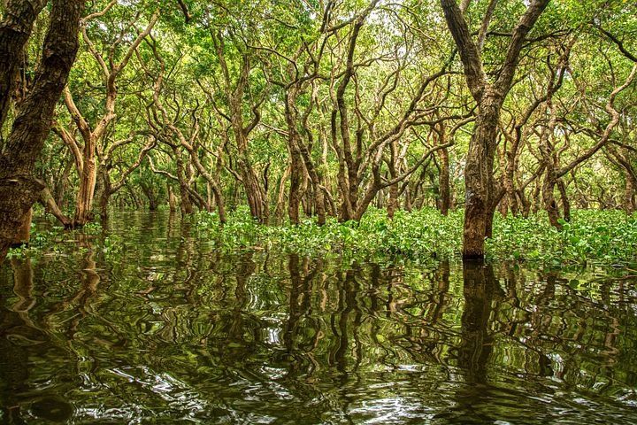 Indonesia Butuh Regulasi Khusus untuk Lindungi Mangrove