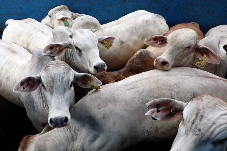 Satgas PMK Nasional Minta Biosecurity dan Vaksinasi Dilakukan Secara Konsisten