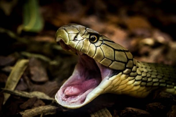 Pawang Ular Tewas Digigit Cobra Peliharaannya