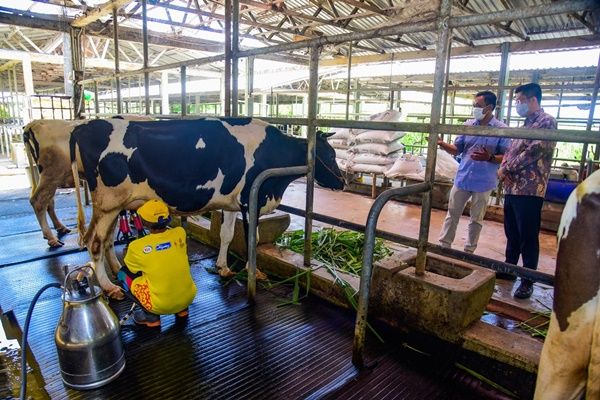Swasta Diminta Bantu Peternak Sapi Perah