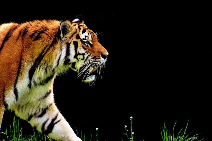 5 Ekor Sapi Milik Warga Mukomuko Bengkulu Diduga Mati Dimangsa Harimau