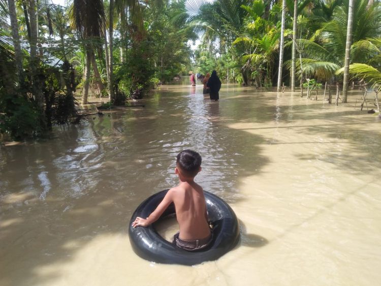 230 Hektare Sawah di Aceh Utara Terancam Gagal Panen Akibat Banjir
