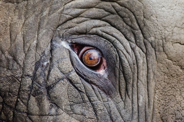 Seekor Gajah Sumatera Betina Ditemukan Mati di Aceh Timur