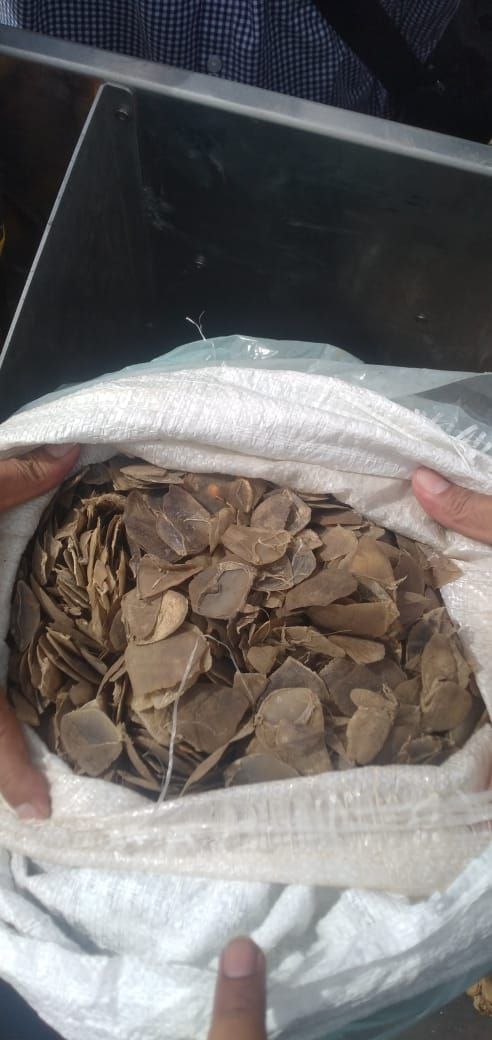 Perdagangan 16 Kg Sisik Trenggiling Diungkap Poldasu
