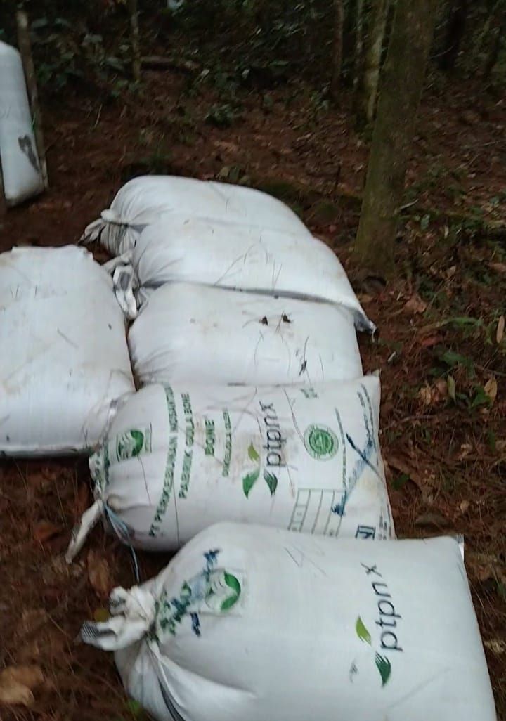 Kades Simempar Pusing Penyadapan Getah Pinus Marak