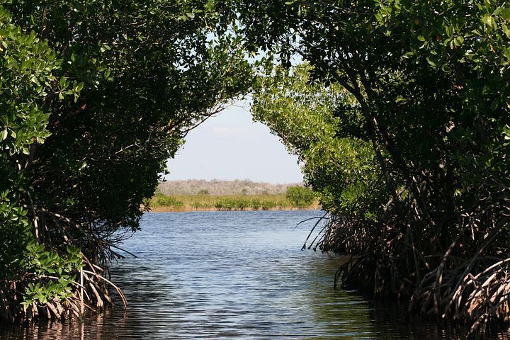 Mitigasi Bahaya Tsunami, BNPB Ajak Tanam Mangrove