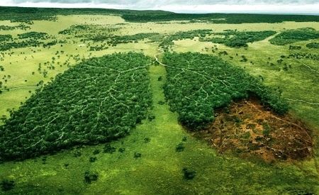Apa yang Terjadi Jika Tidak Ada Pohon di Bumi? Ini Jawabannya