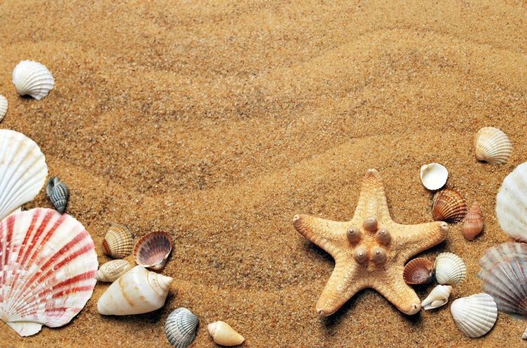 Natural Foto Binatang Laut